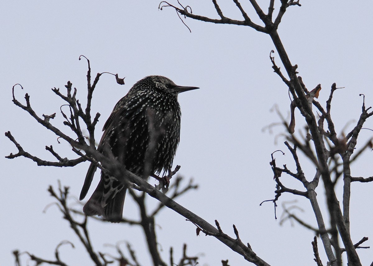 Хар тодол - ML647148508