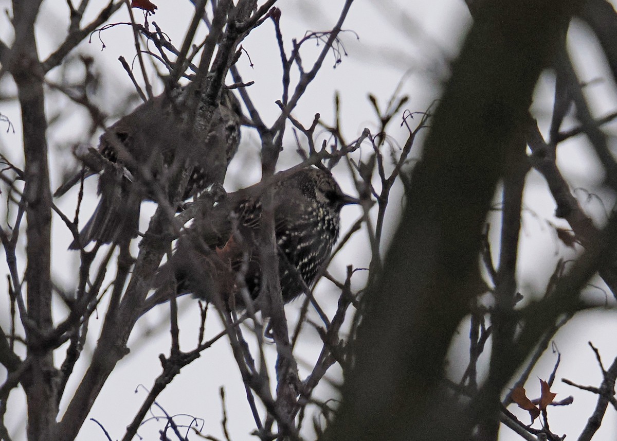 Хар тодол - ML647148509