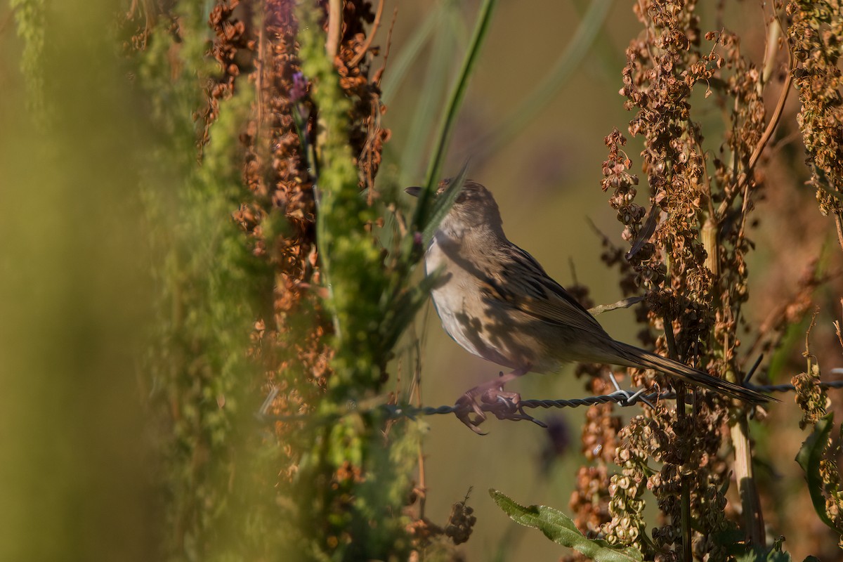 Матата руда - ML647148512