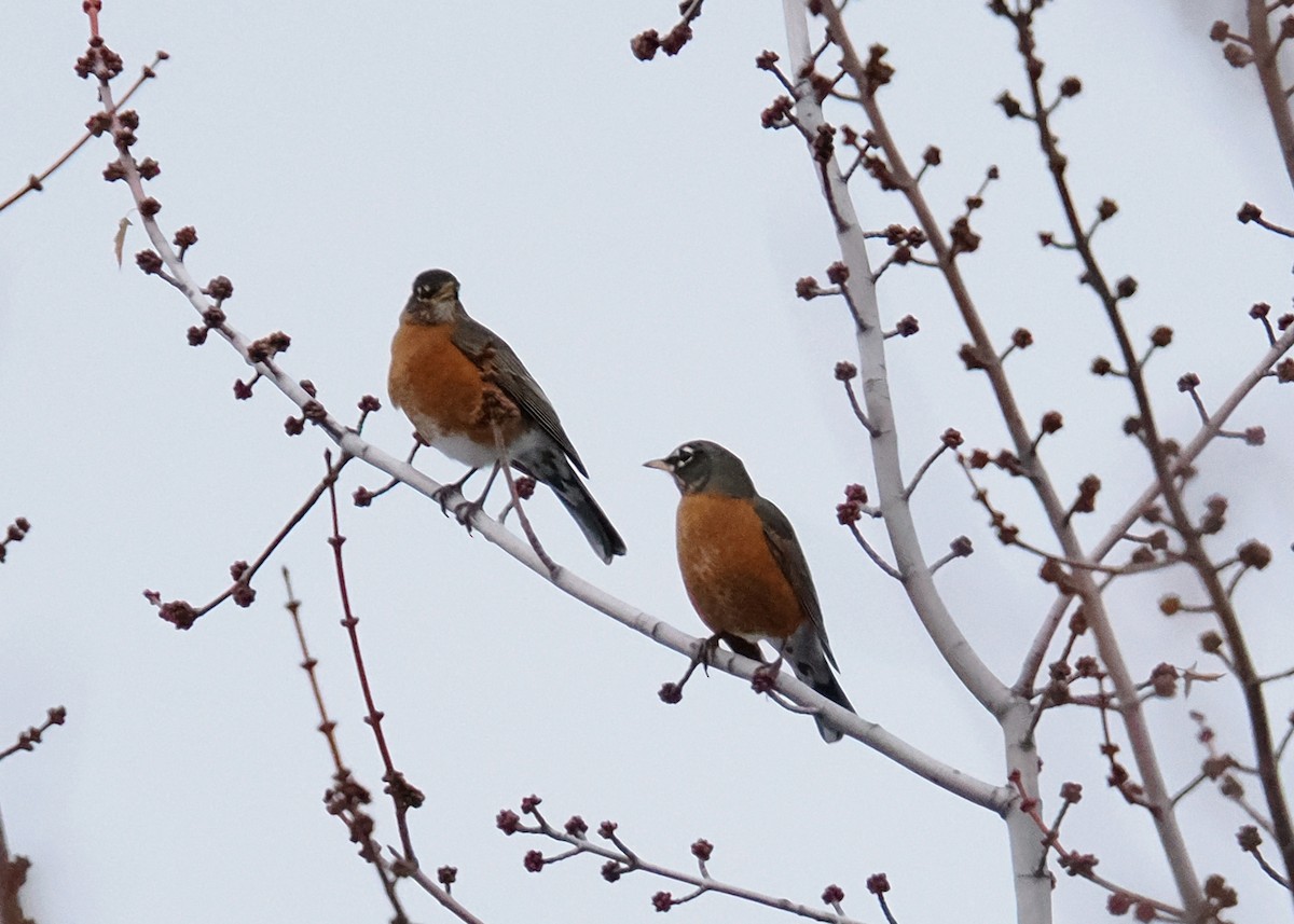 American Robin - ML647148516