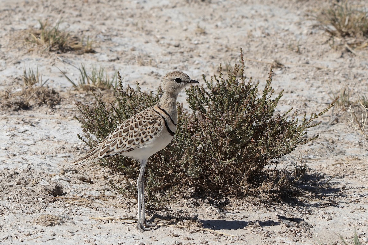 Double-banded Courser - ML647148523