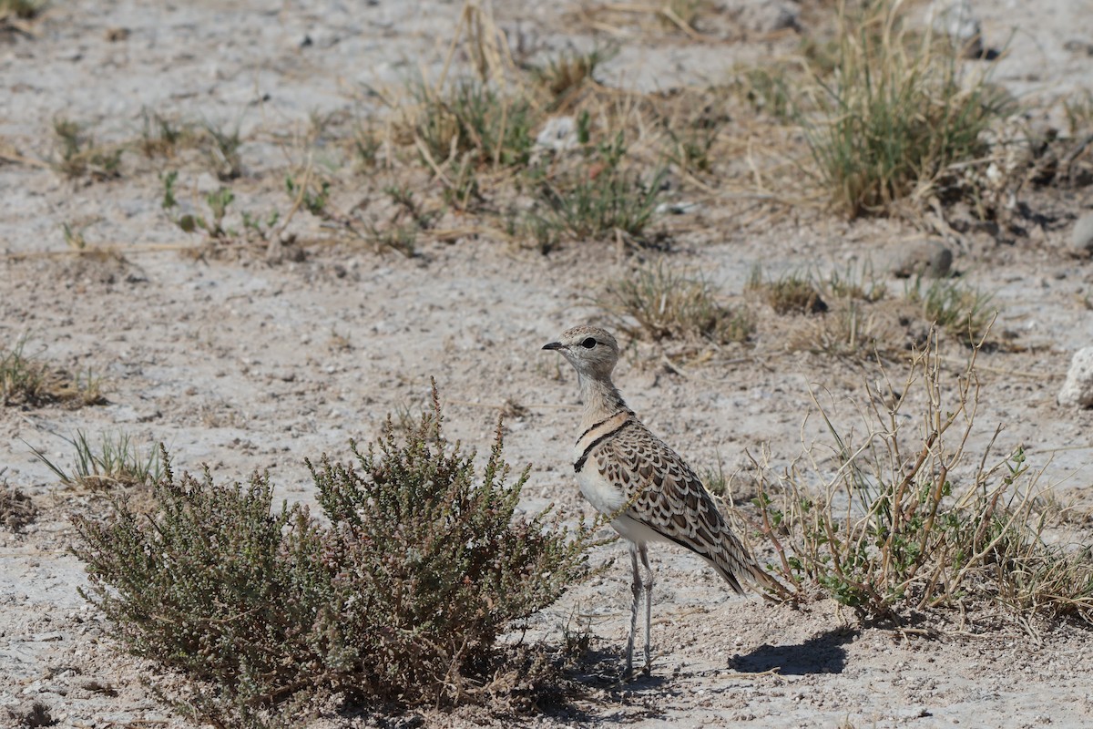Double-banded Courser - ML647148524