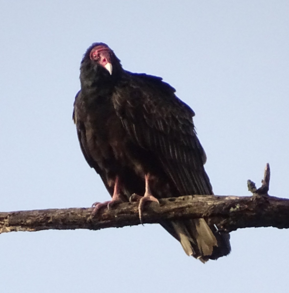 Urubu à tête rouge - ML647148533