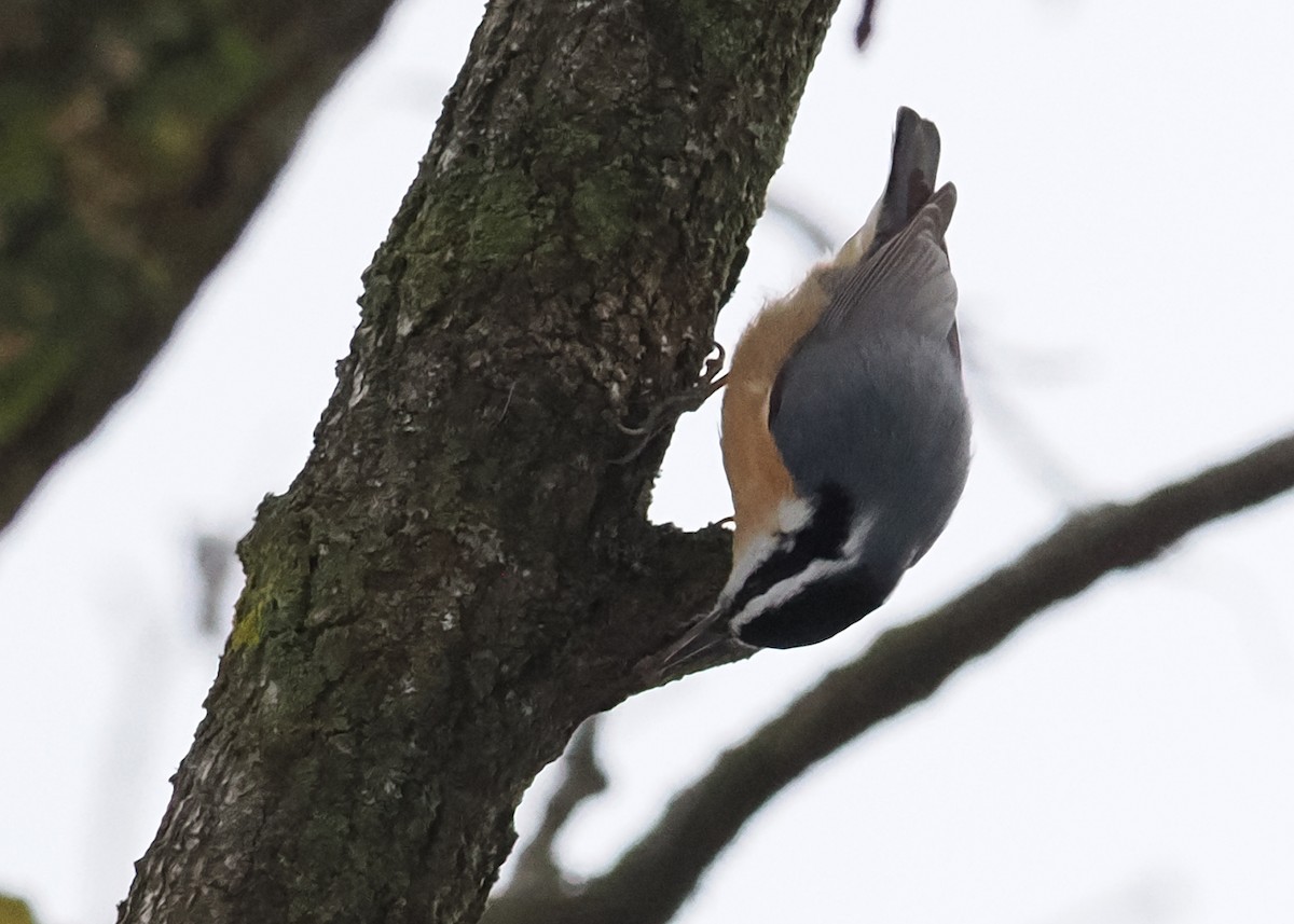 Red-breasted Nuthatch - ML647148535