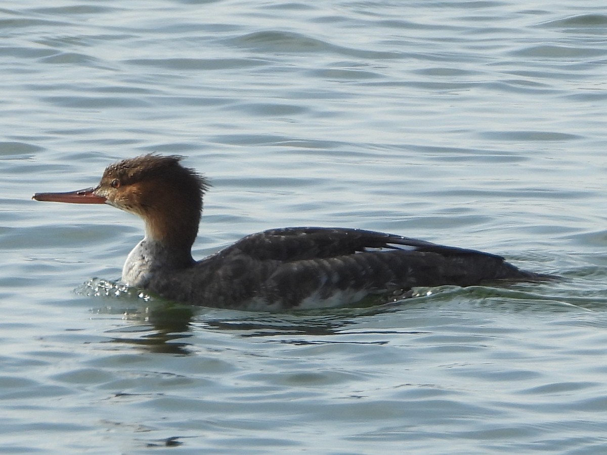 Red-breasted Merganser - ML647148538