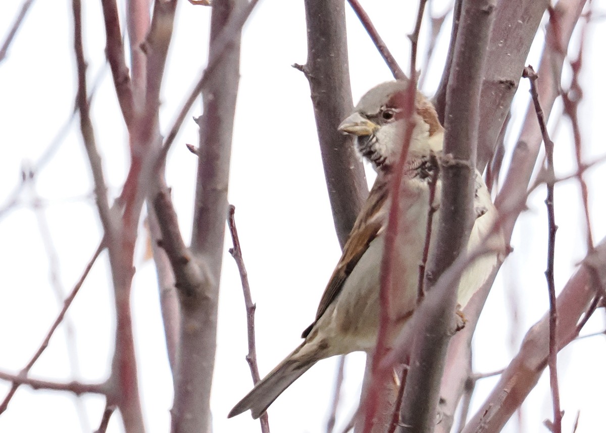 Оронгийн бор шувуу - ML647148541