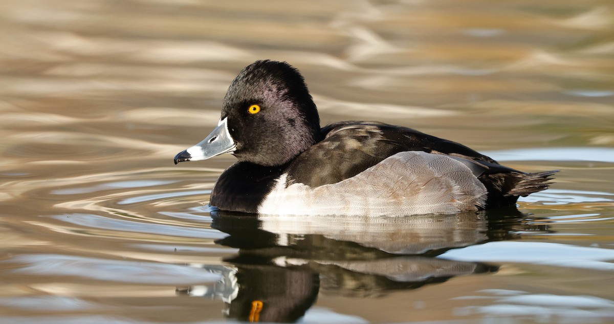 Ring-necked Duck - ML647148545