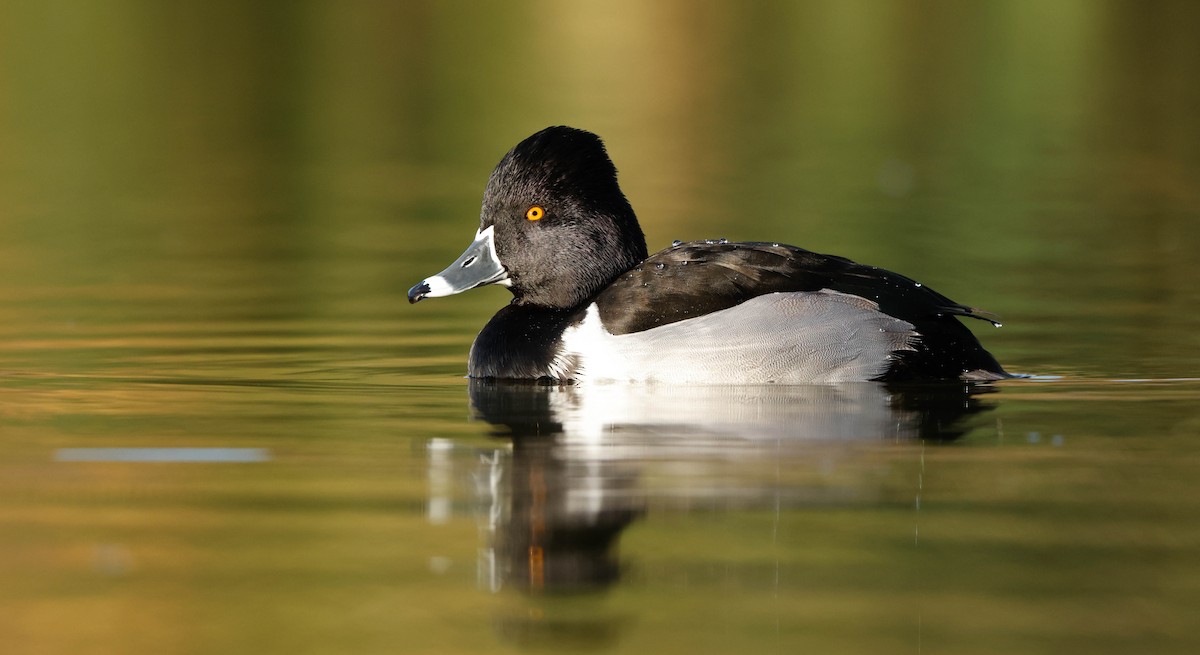 Porrón Acollarado - ML647148546