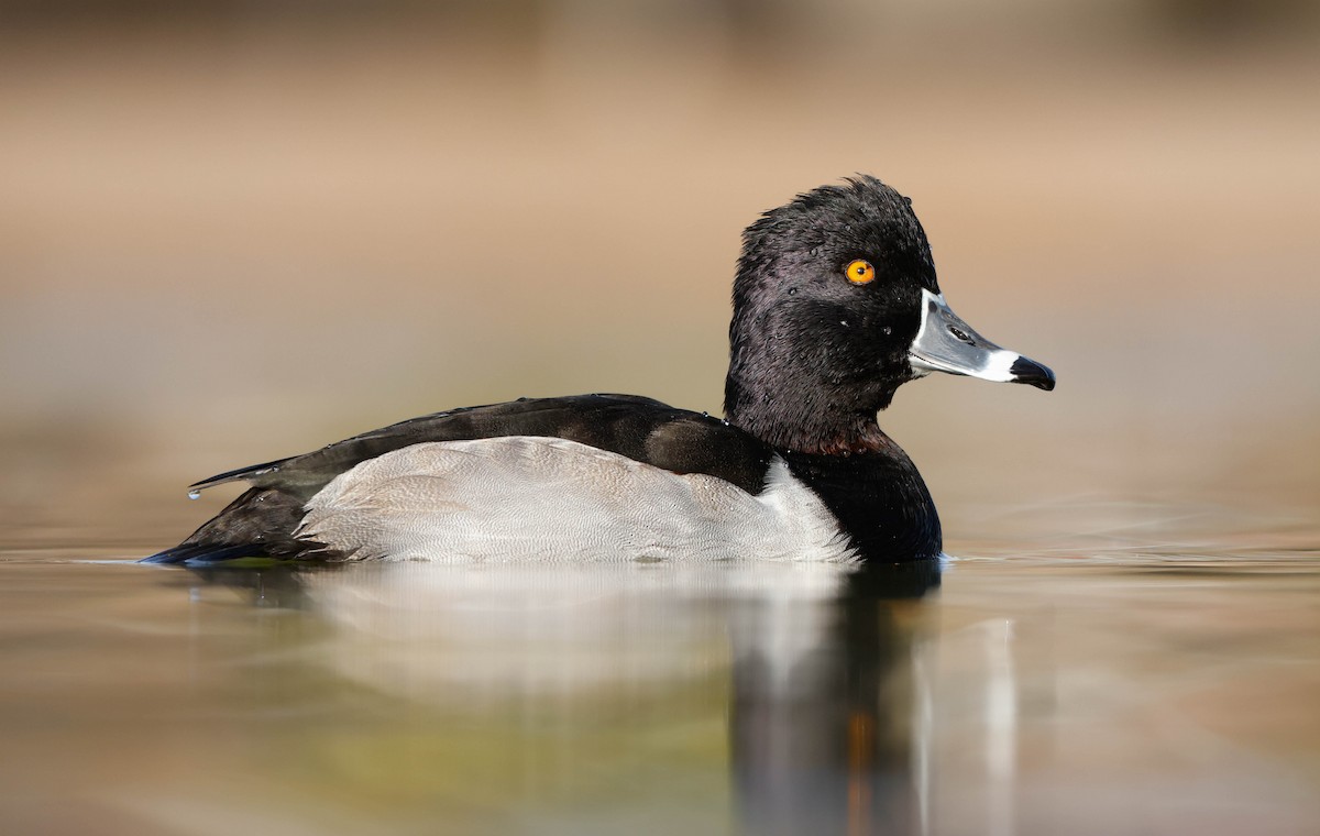 Porrón Acollarado - ML647148547