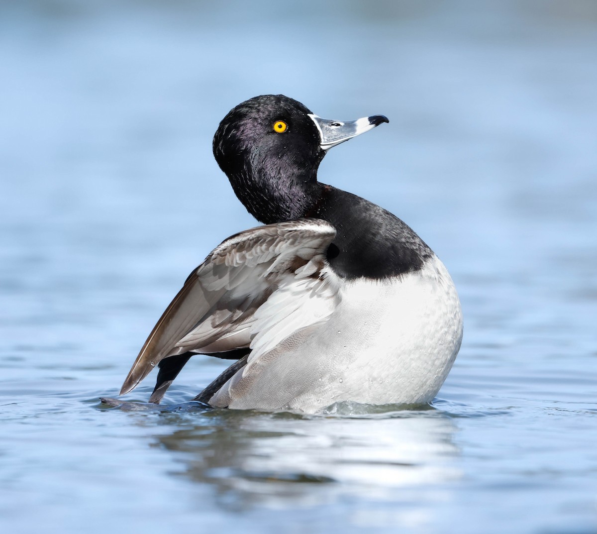 Ring-necked Duck - ML647148548