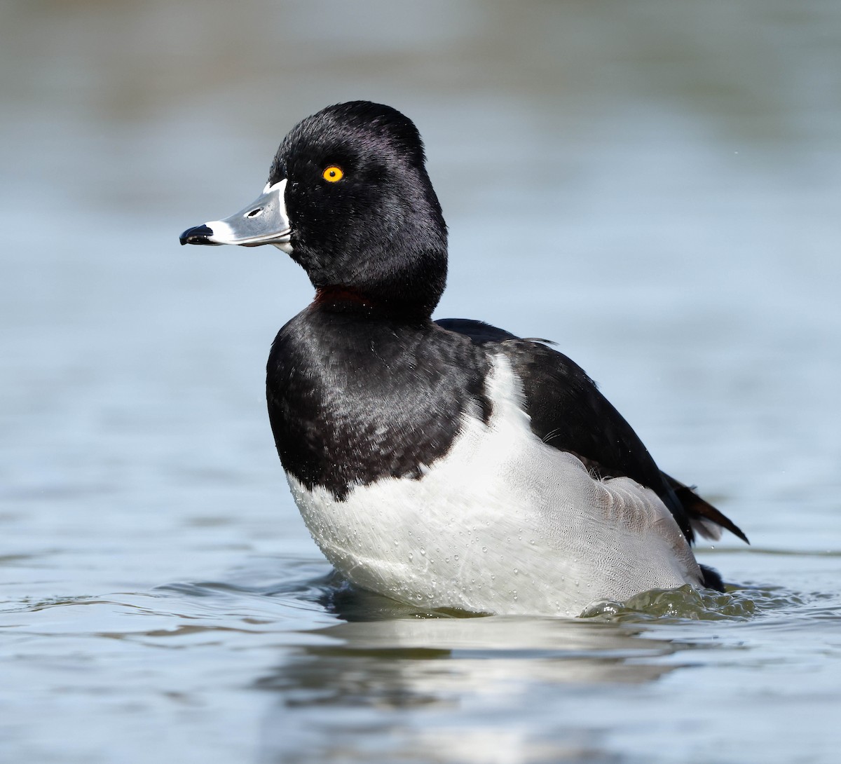 Porrón Acollarado - ML647148549