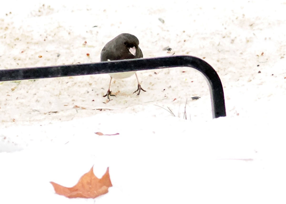 Dark-eyed Junco - ML647148550