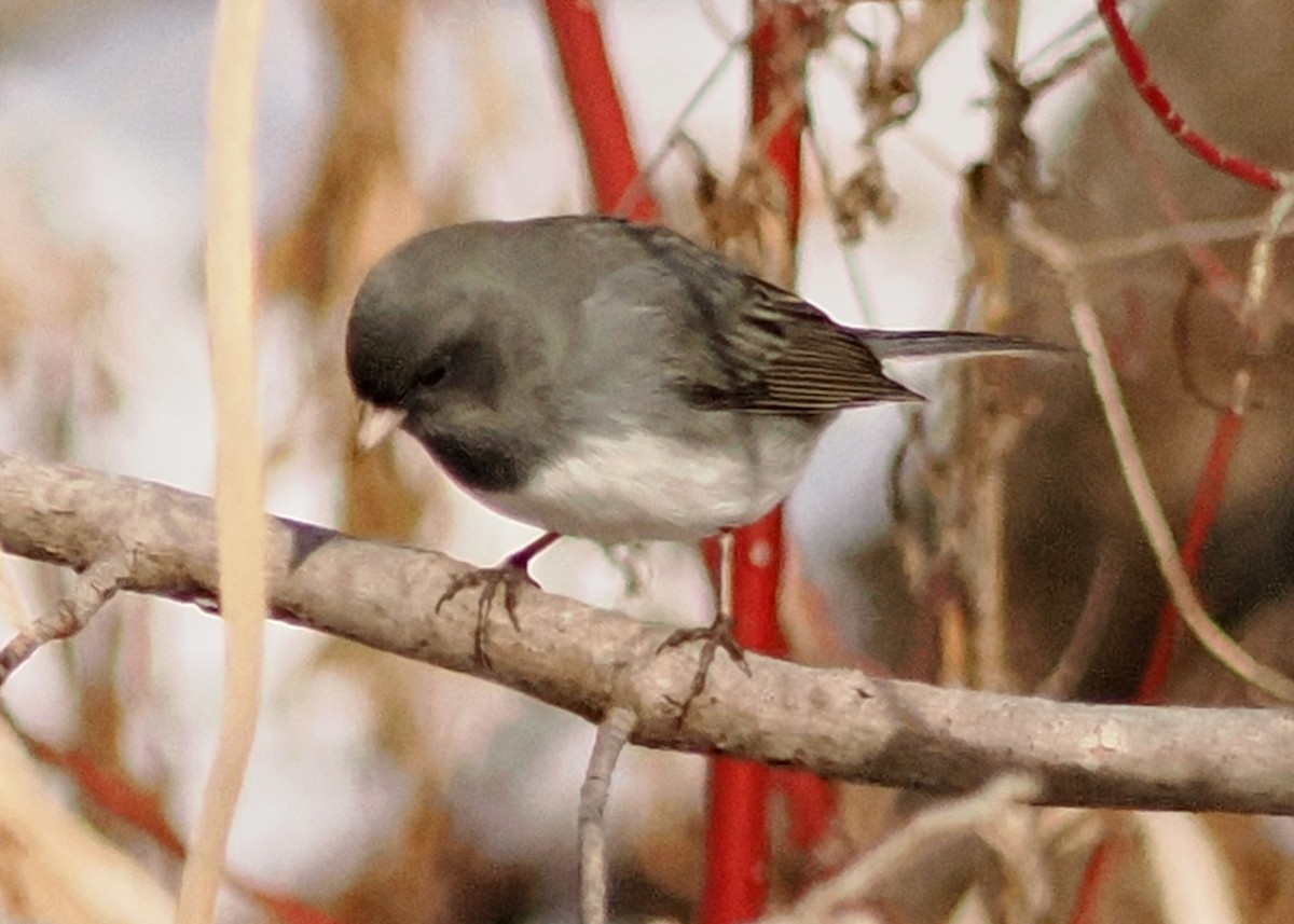 Dark-eyed Junco - ML647148554