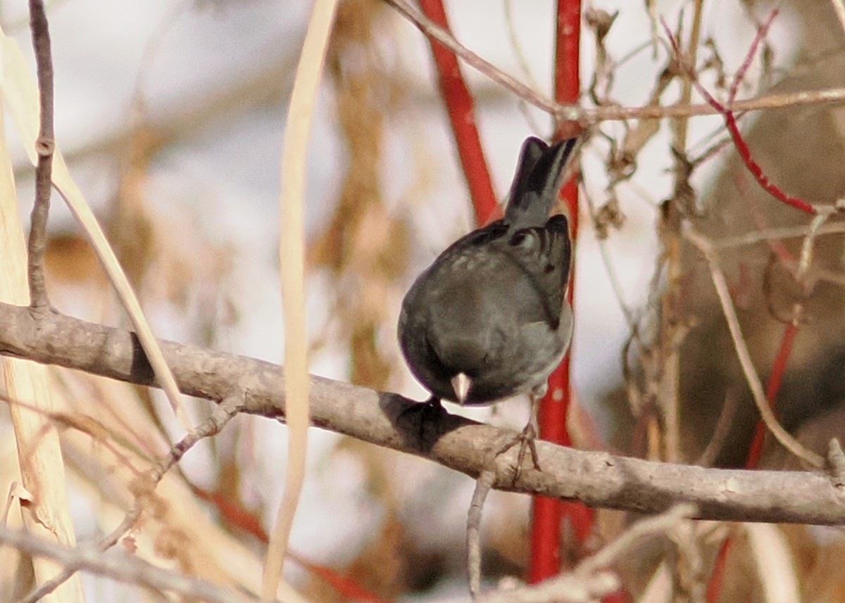 Dark-eyed Junco - ML647148555