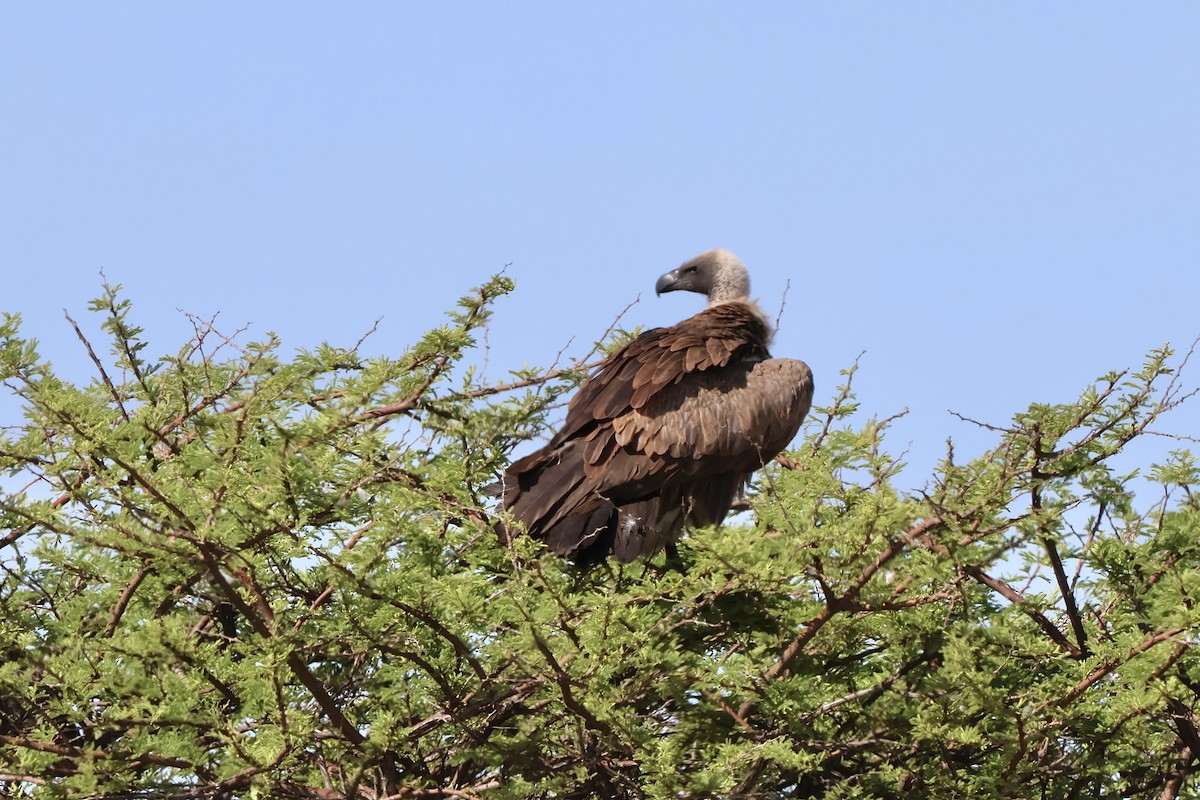 White-backed Vulture - ML647148561