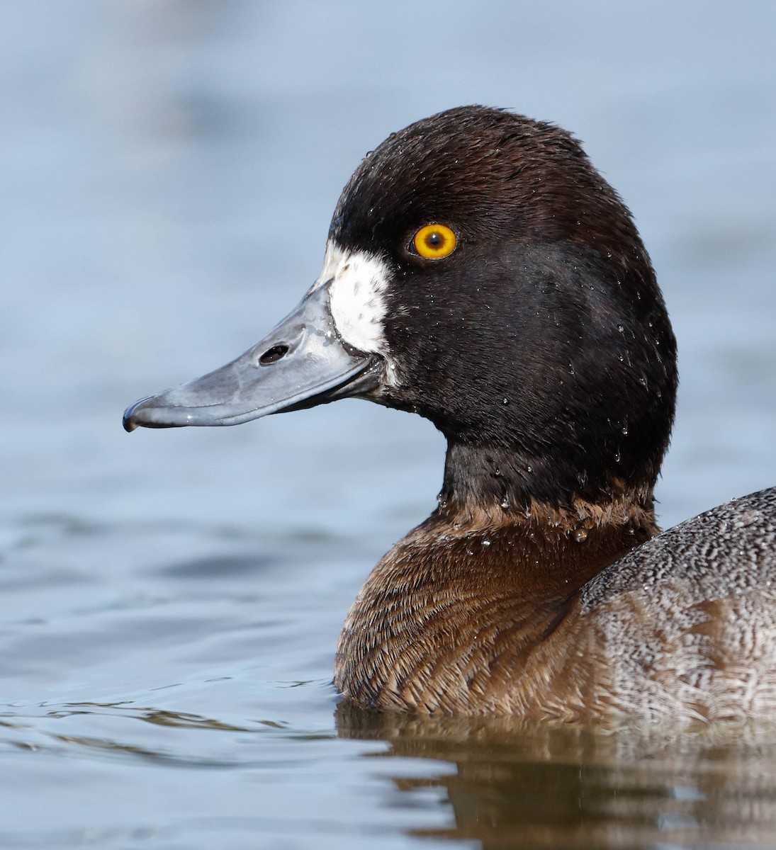 Porrón Bola - ML647148562