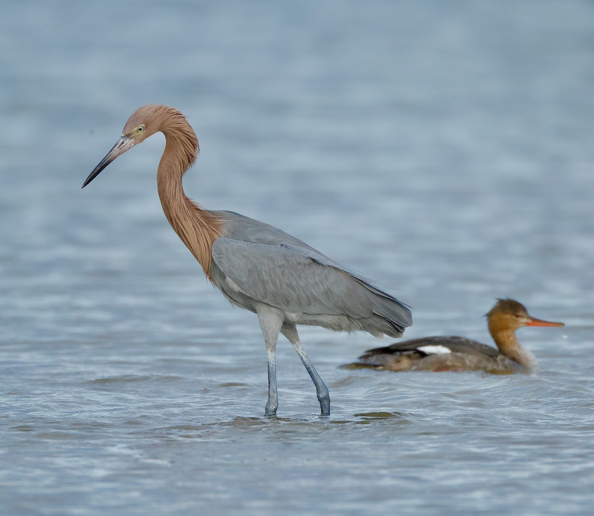 Red-breasted Merganser - ML647148564