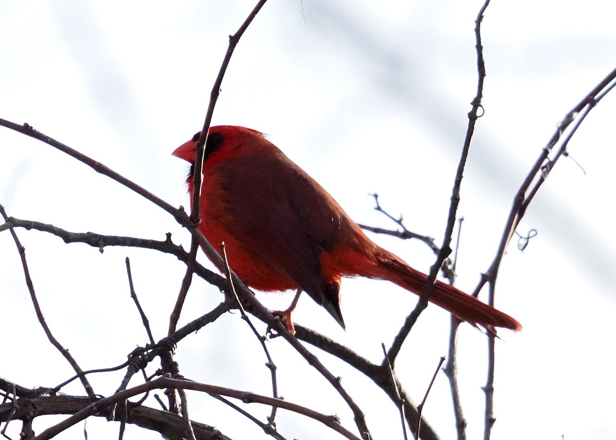 Northern Cardinal - ML647148565
