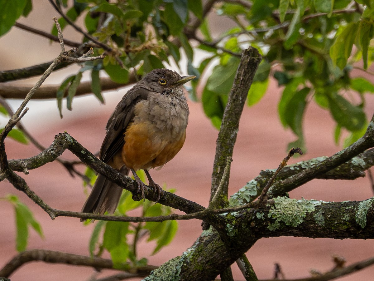 Rufous-bellied Thrush - ML647148567