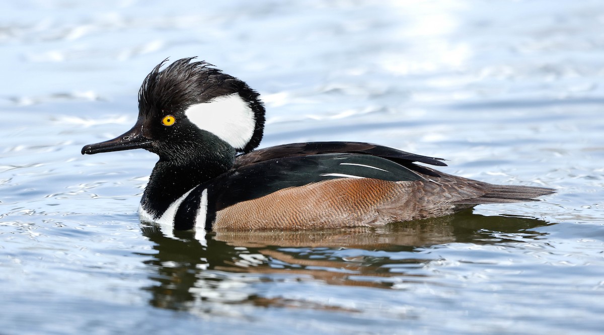 Serreta Capuchona - ML647148573