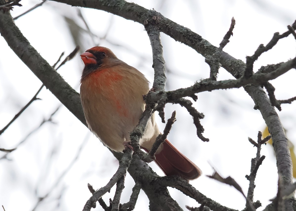 Northern Cardinal - ML647148574