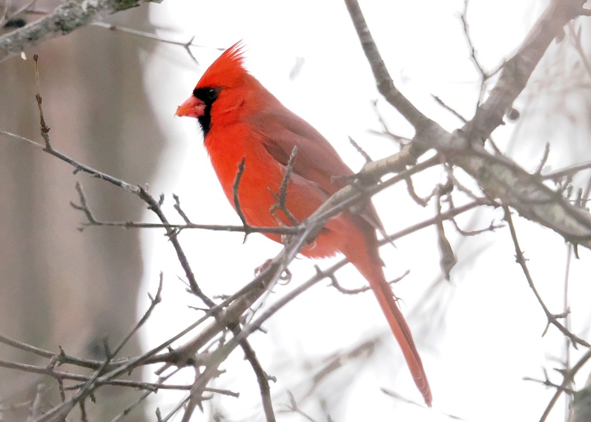 Northern Cardinal - ML647148575