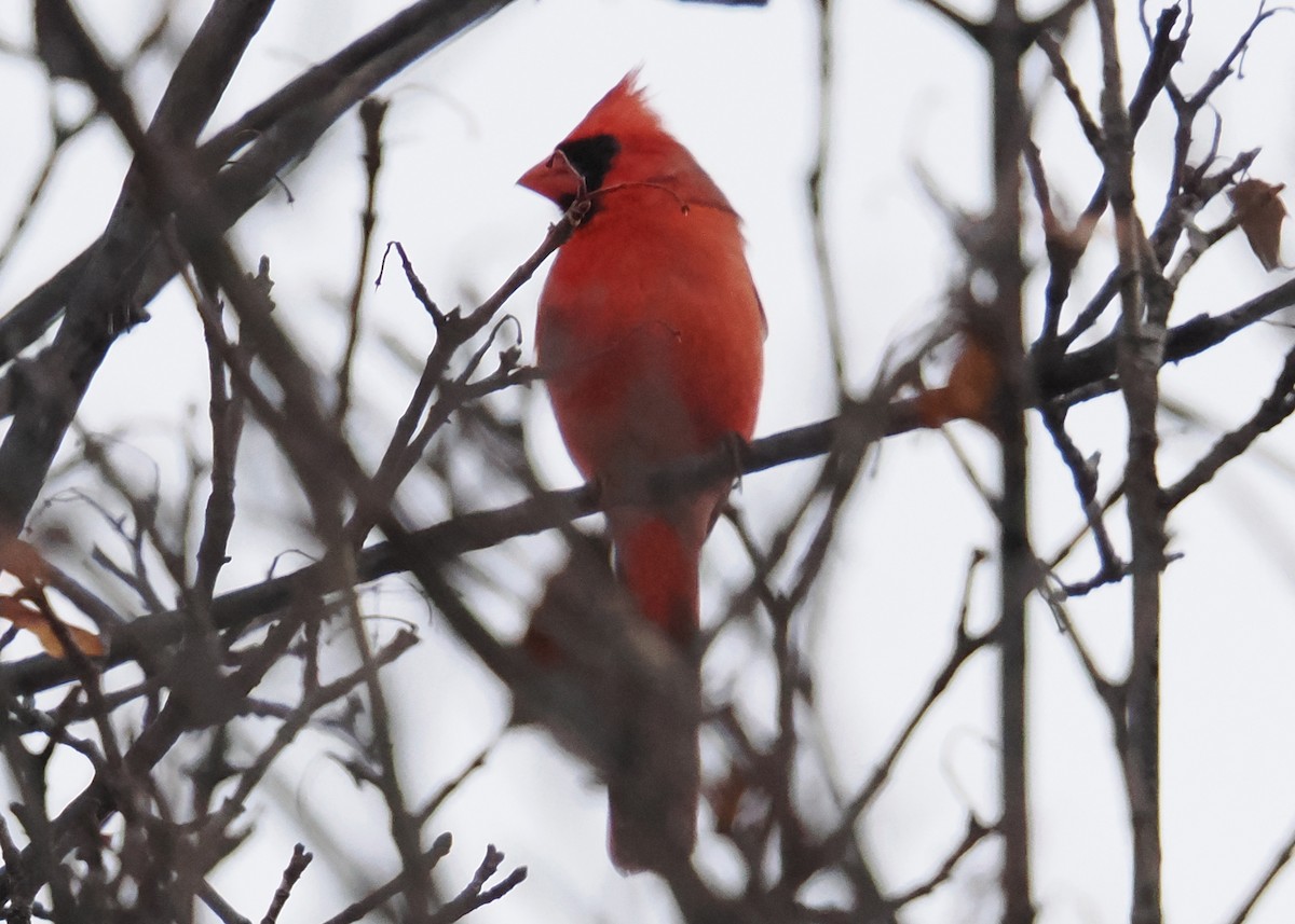 Northern Cardinal - ML647148586