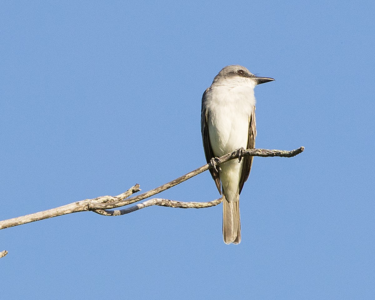 Gray Kingbird - ML647148587