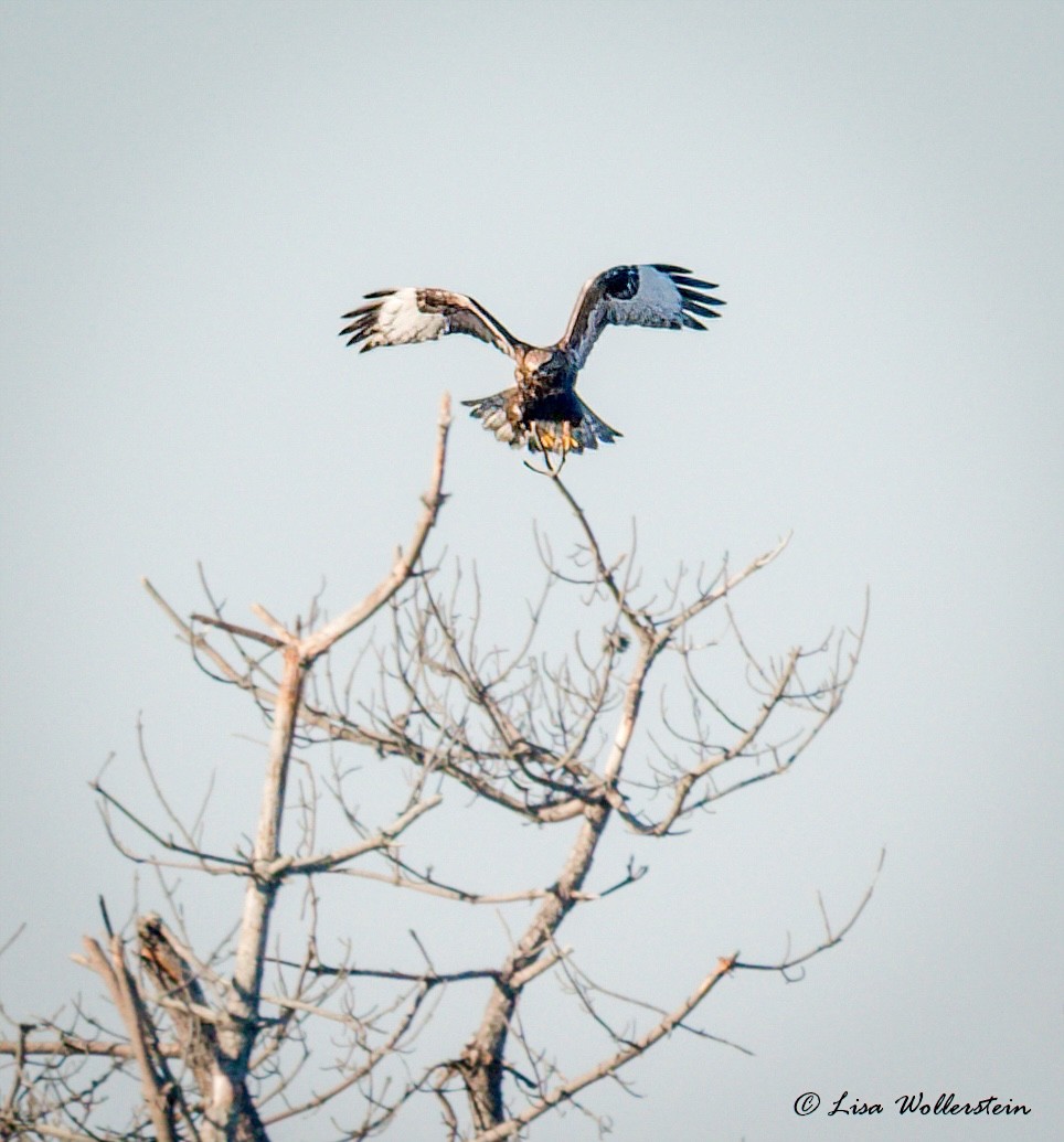 Rough-legged Hawk - ML647148591