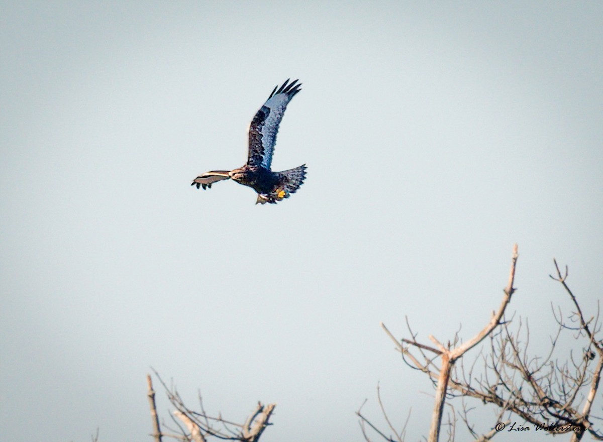 Rough-legged Hawk - ML647148592
