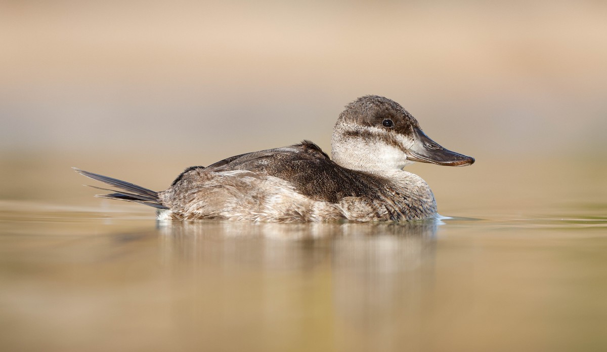 Malvasía Canela - ML647148600