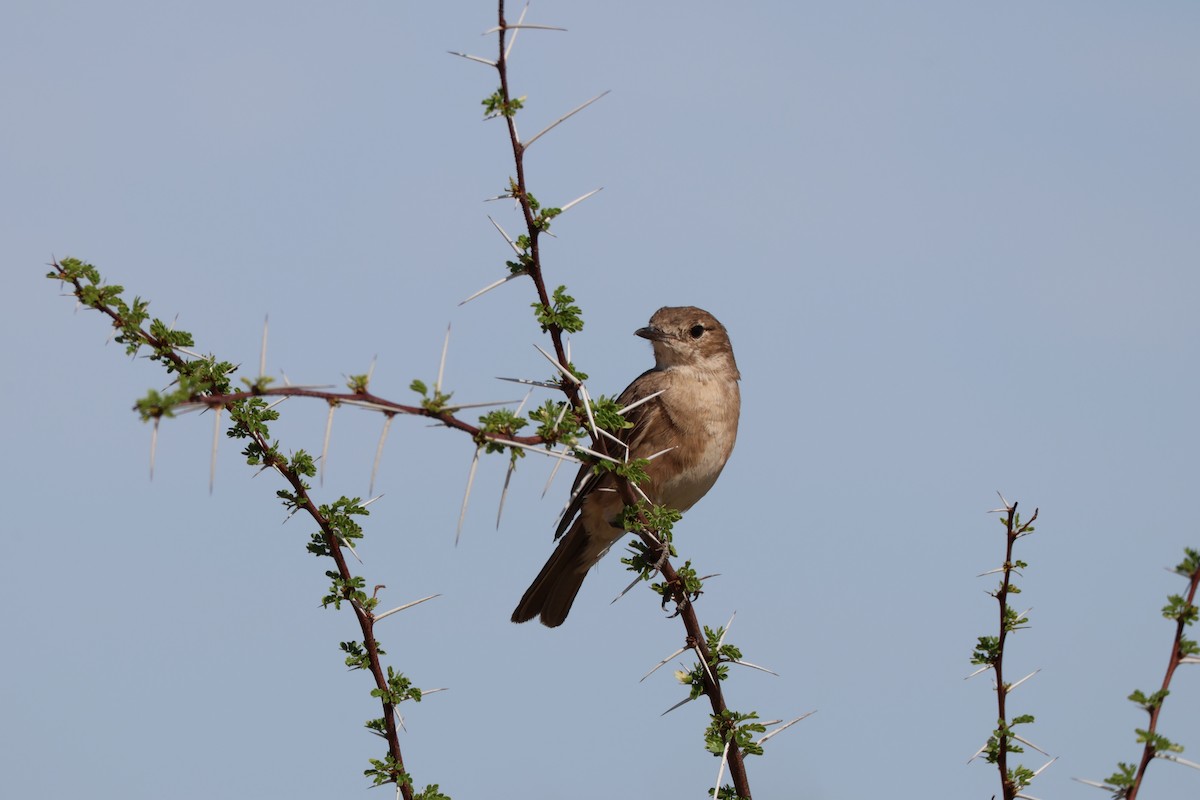 Chat Flycatcher - ML647148601