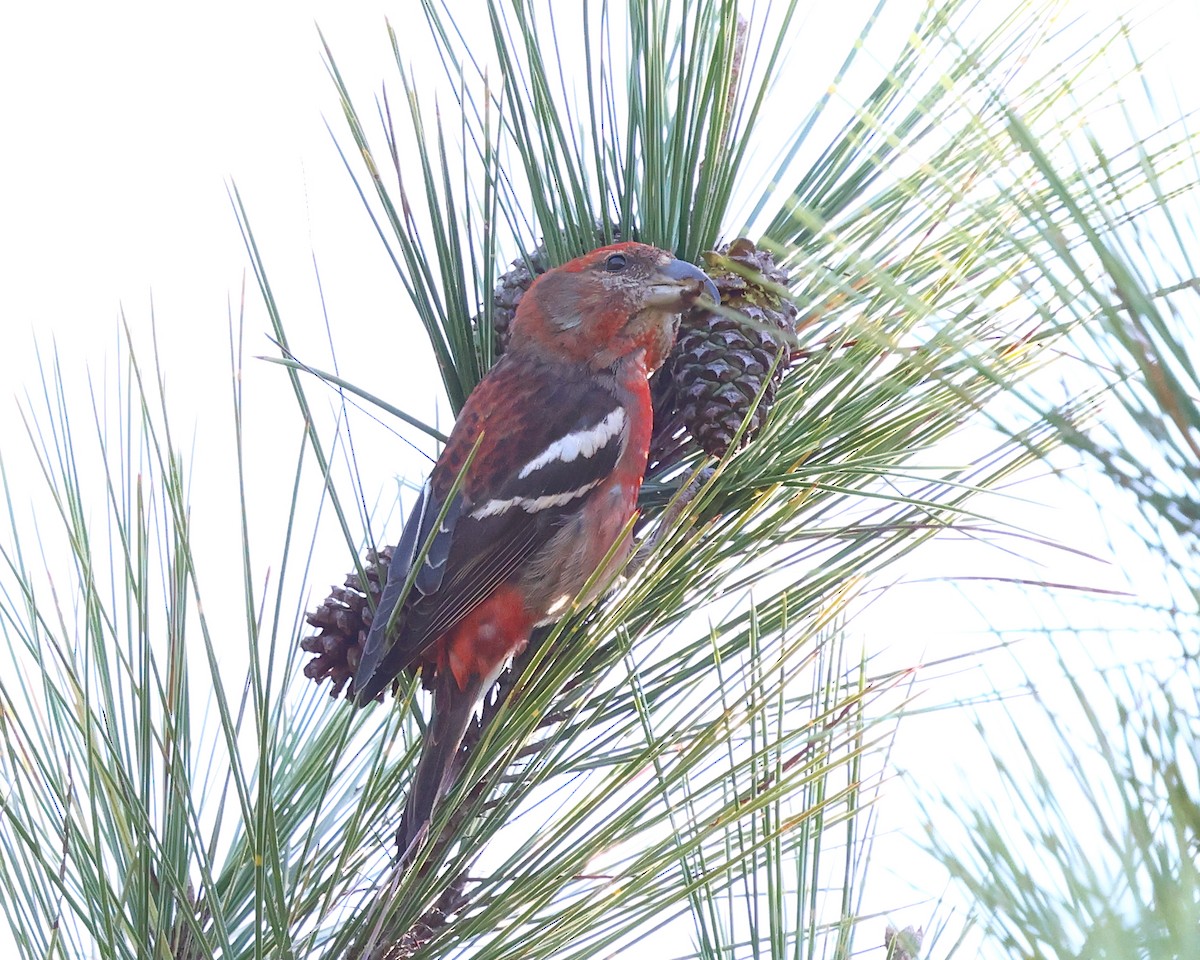 ヒスパニオライスカ - ML647148606