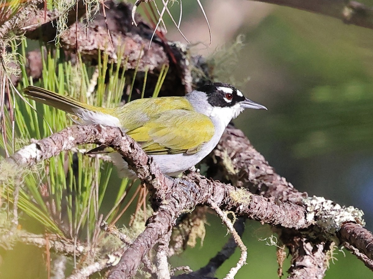 Schwarzscheitel-Palmtangare - ML647148611