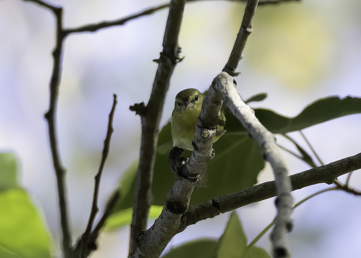 Червоїд світлобровий - ML647148613