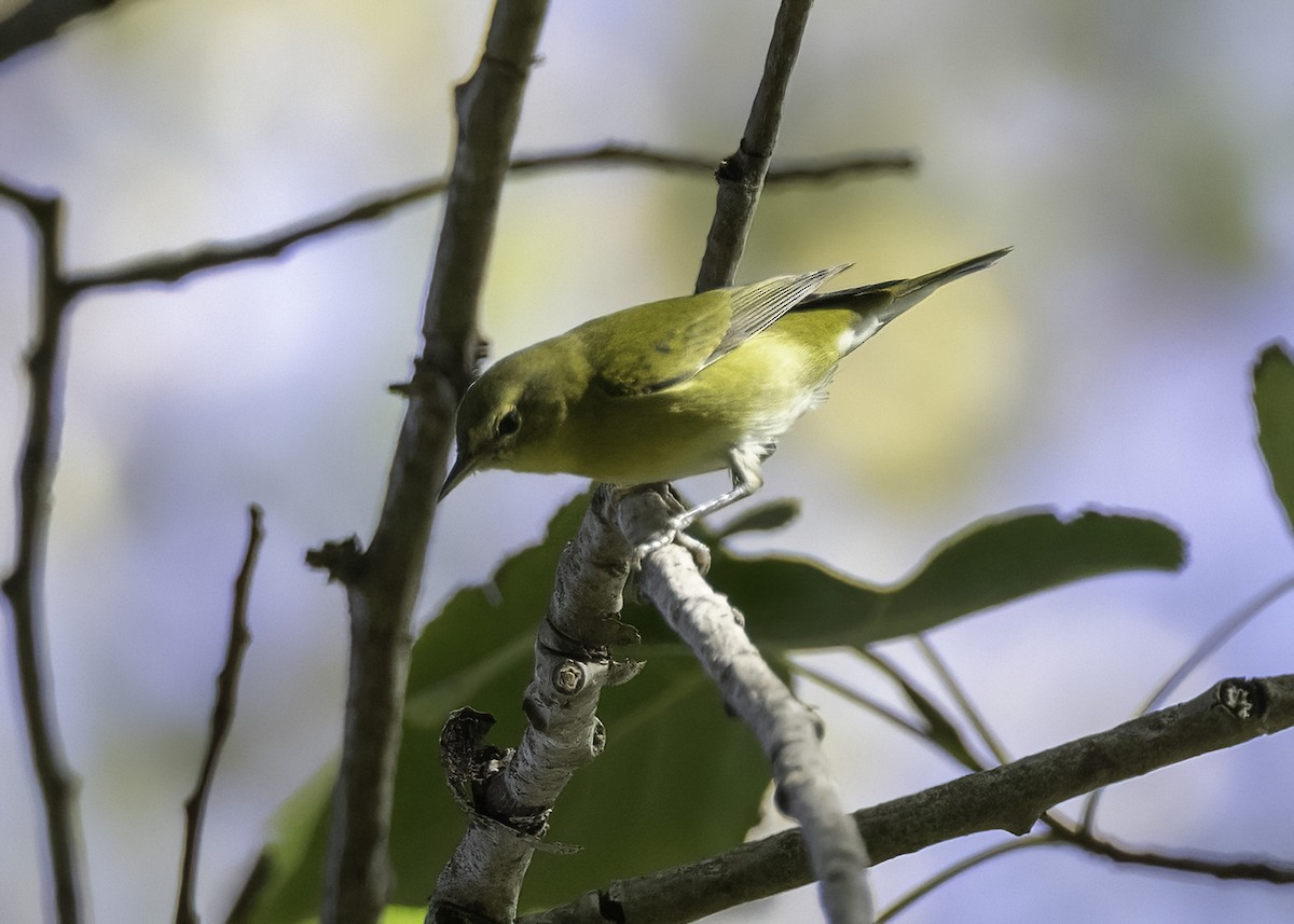 Червоїд світлобровий - ML647148615