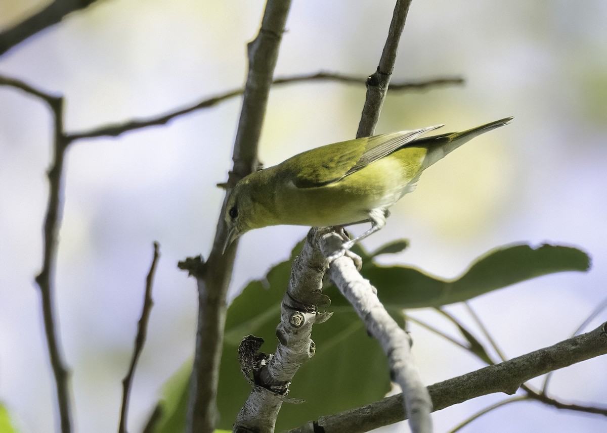 Червоїд світлобровий - ML647148616