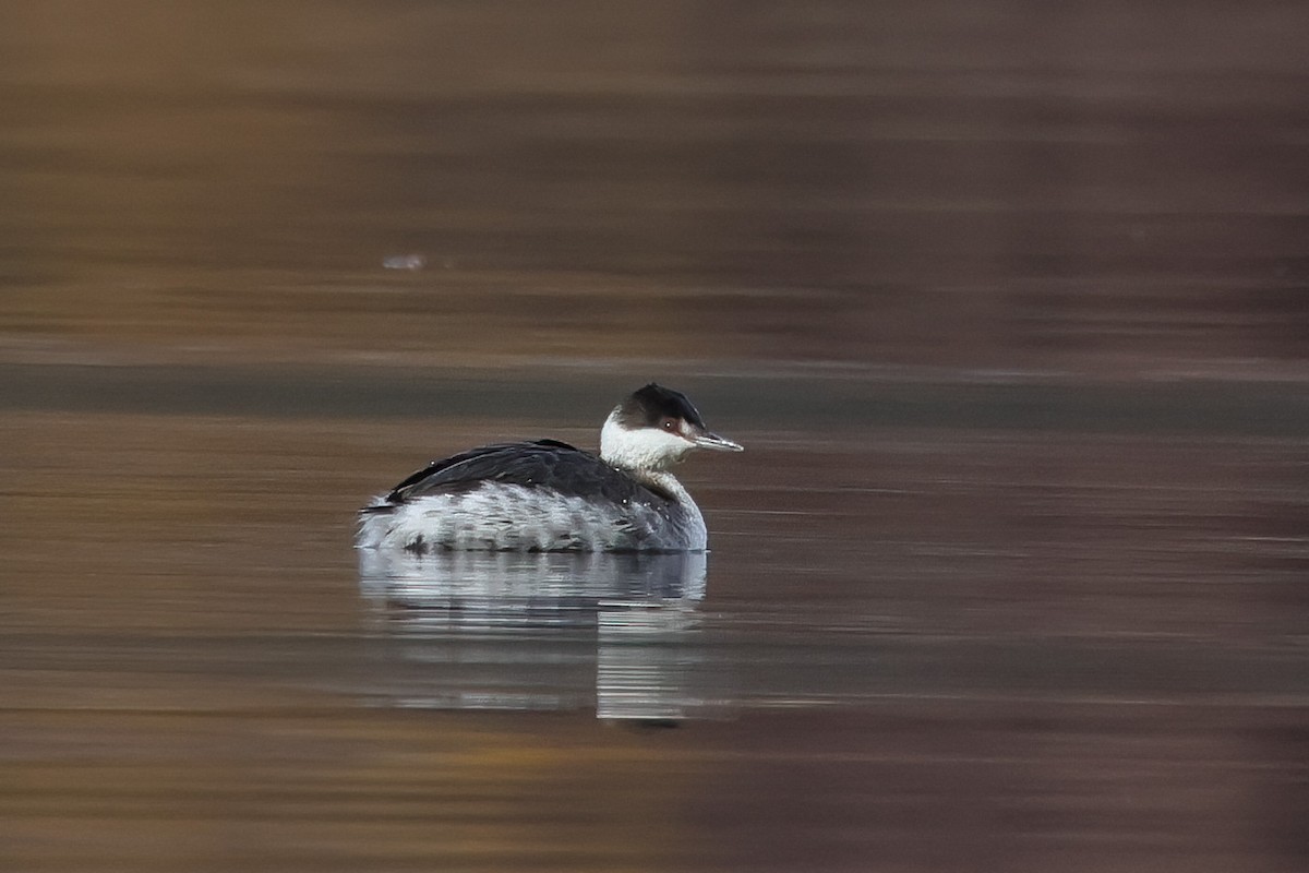 ミミカイツブリ - ML647148620