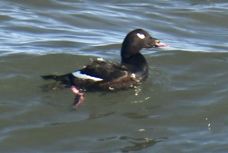 White-winged Scoter - ML647148624