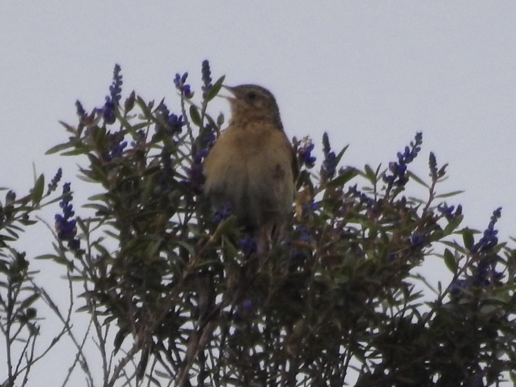 Paramo Pipit - ML647148631