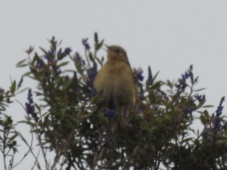 Paramo Pipit - ML647148632