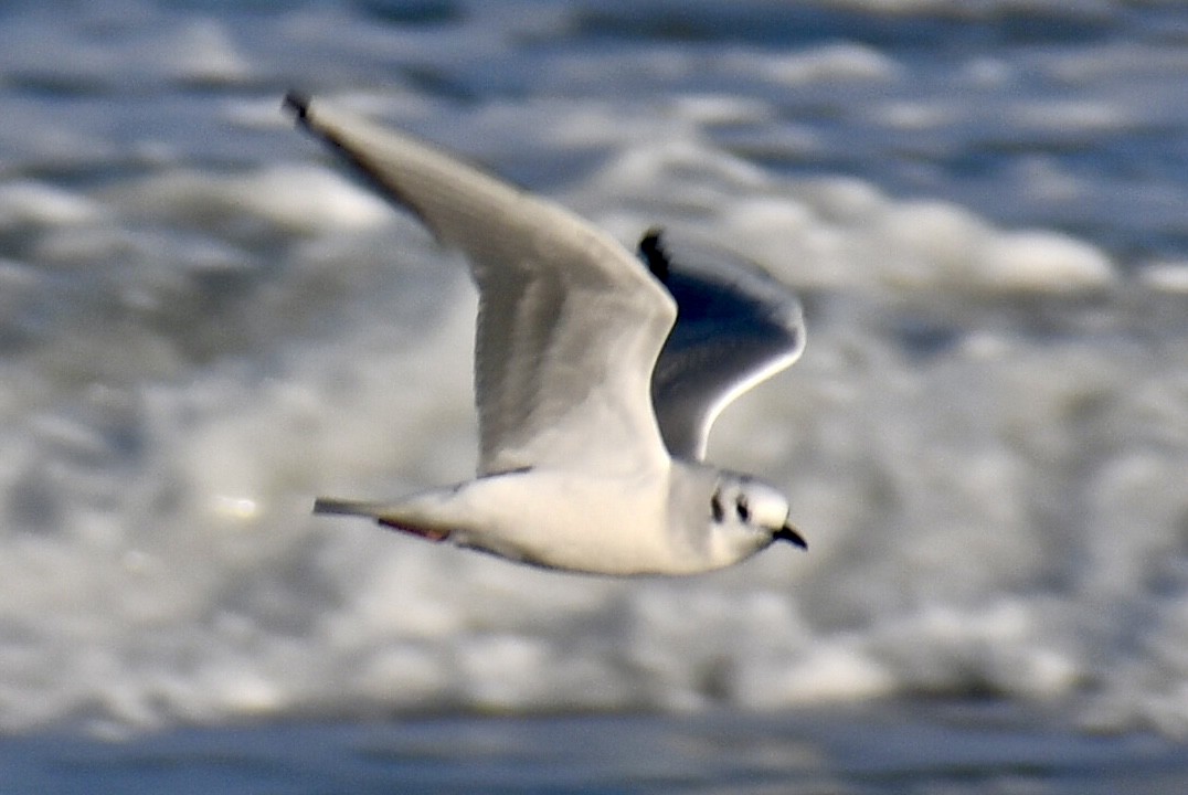 Bonaparte's Gull - ML647148639