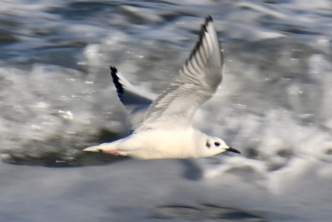 Bonaparte's Gull - ML647148640