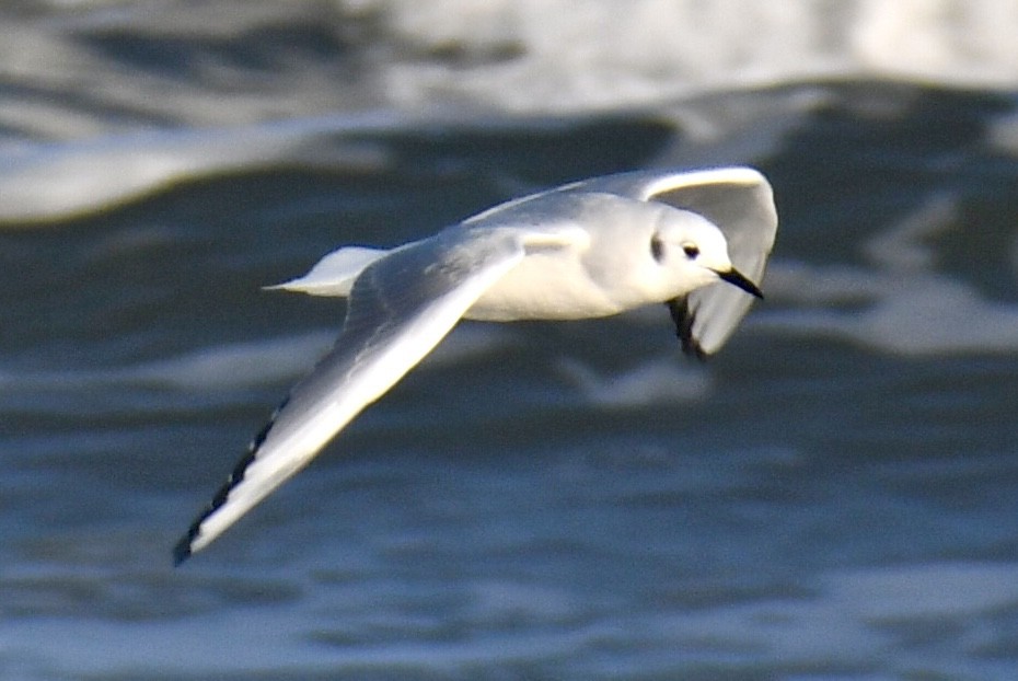 Bonaparte's Gull - ML647148641