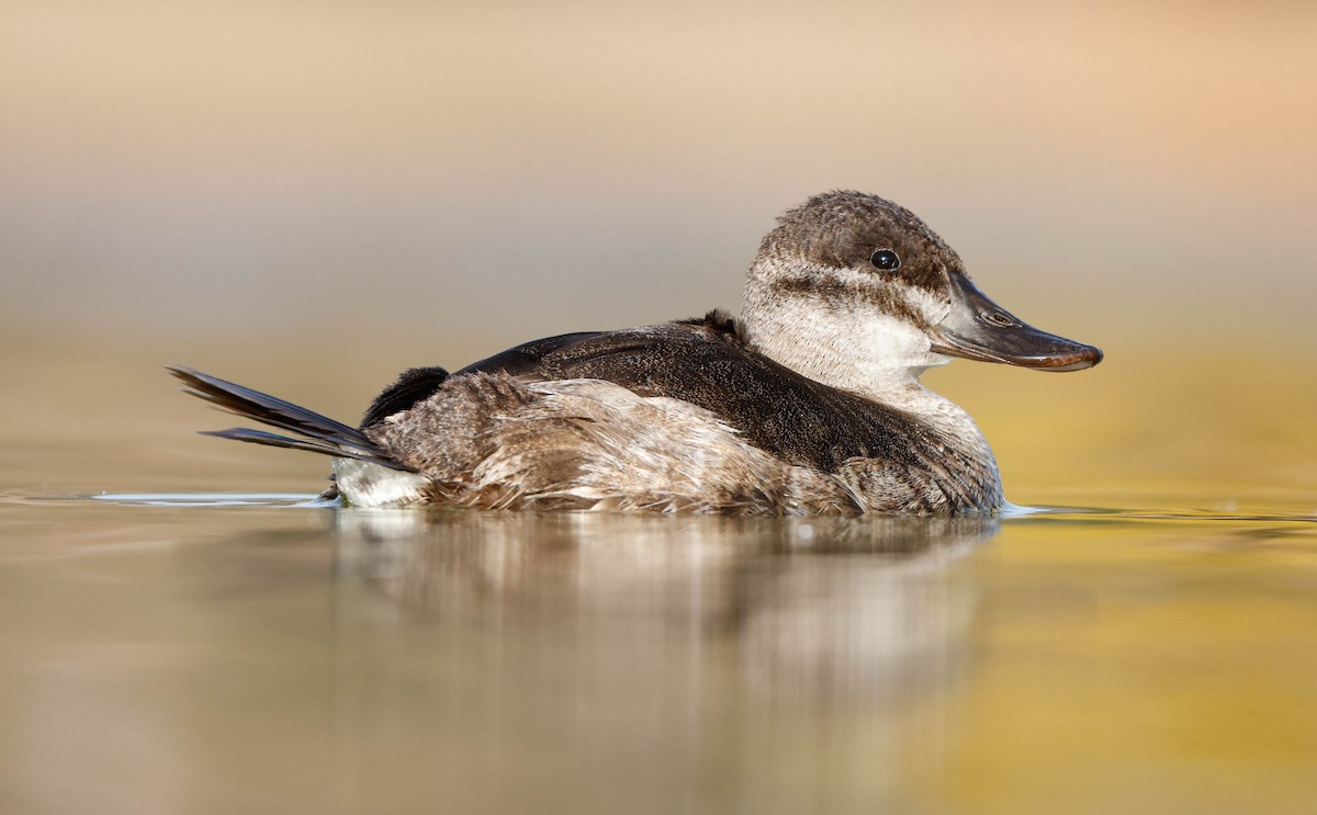 Malvasía Canela - ML647148643