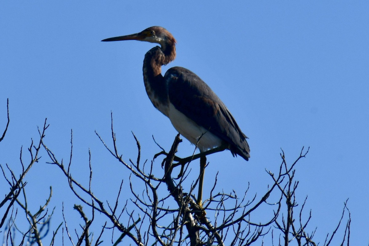 volavka tříbarvá - ML647148649