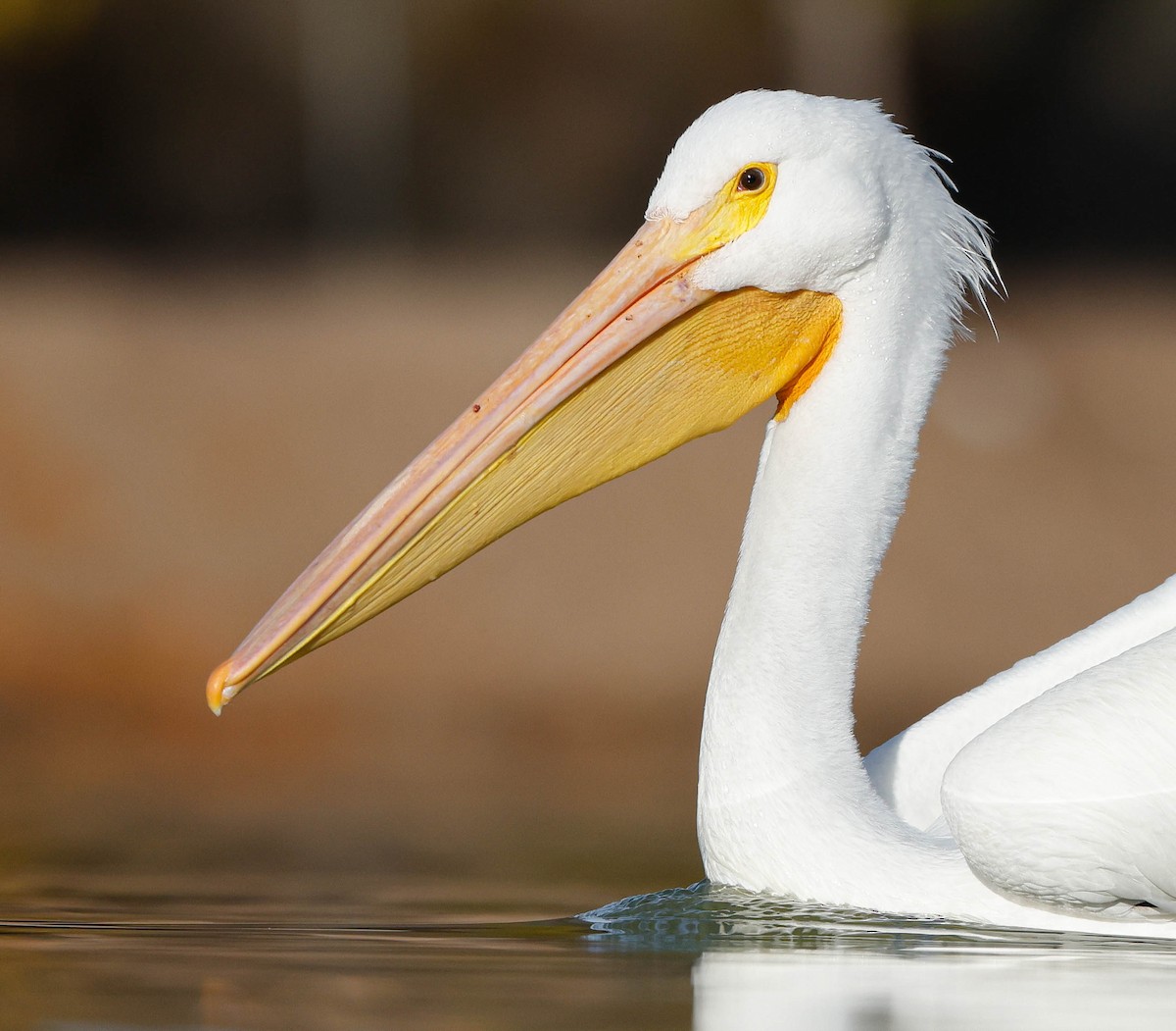 Pelícano Norteamericano - ML647148651