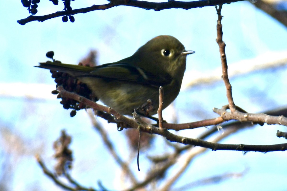 Ruby-crowned Kinglet - ML647148653