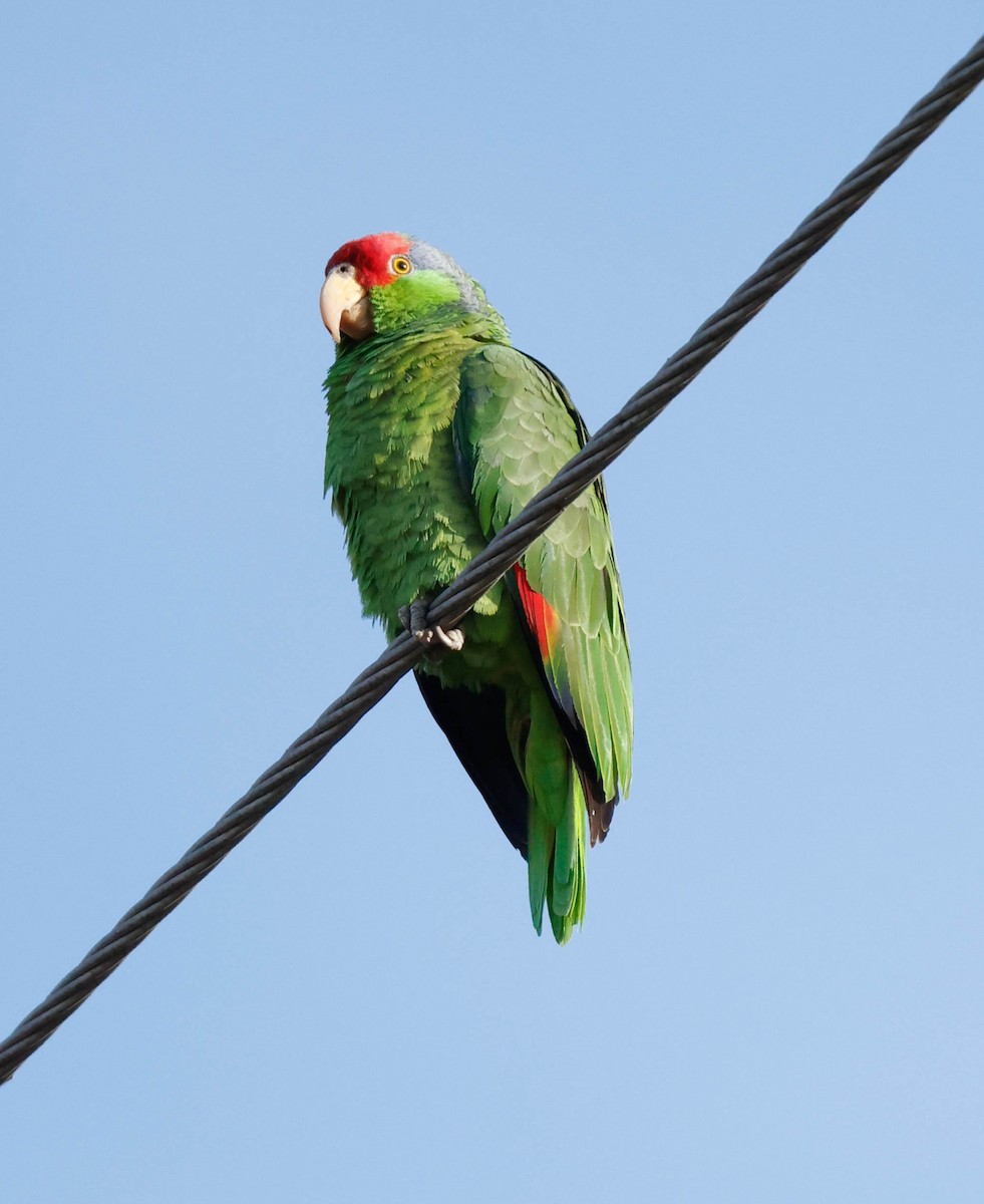 Amazona Tamaulipeca - ML647148656