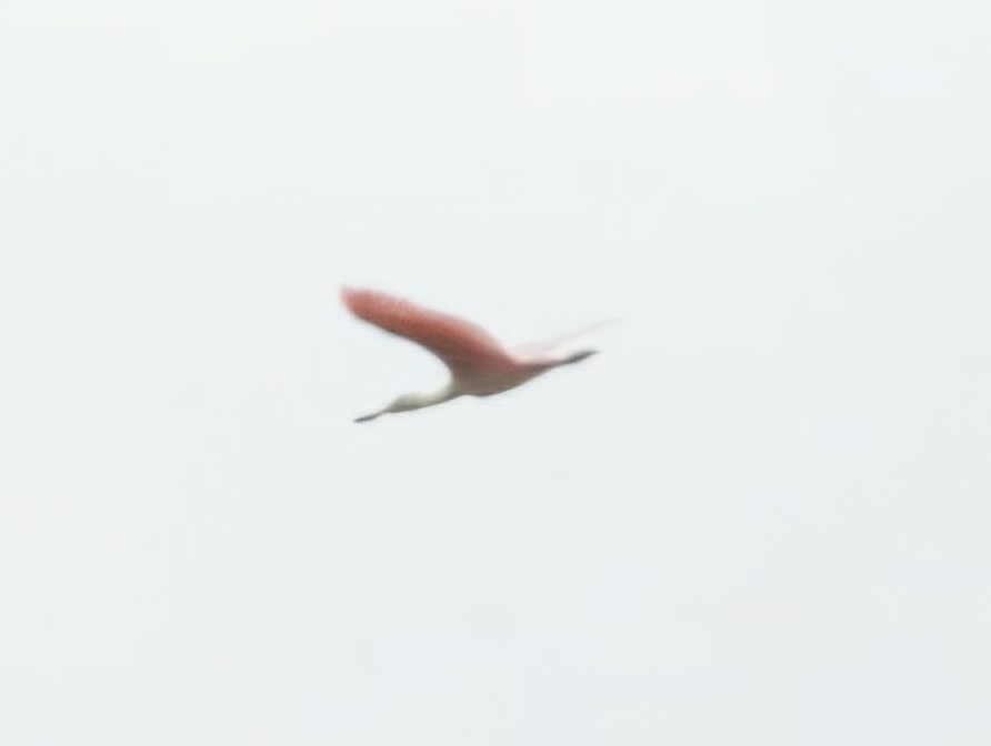 Roseate Spoonbill - ML647148681